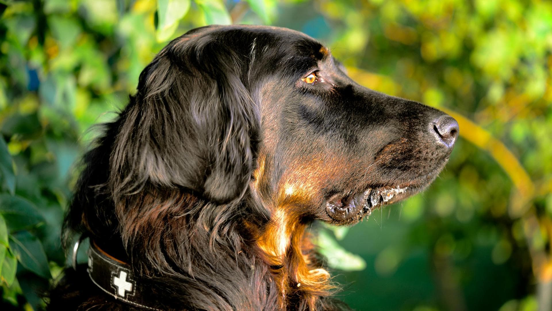 Dog Puppy Vaccinations Kennel Cough Prices in Barnsley