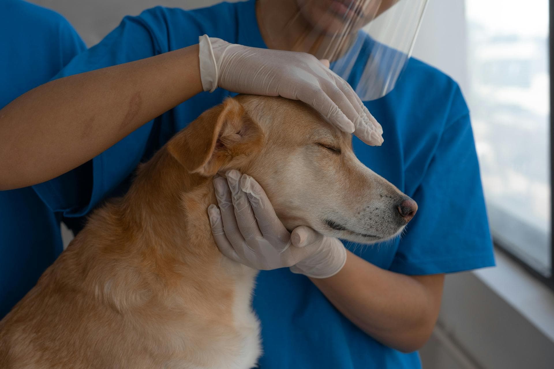 Best Vets in Barnsley
